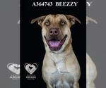 Small #1 Chinese Shar-Pei Mix