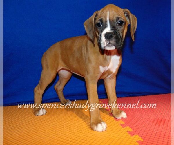 Medium Photo #3 Boxer Puppy For Sale in CABOOL, MO, USA