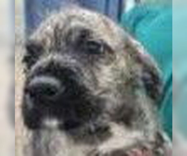 Medium Photo #1 Mutt Puppy For Sale in Royal Palm Beach, FL, USA