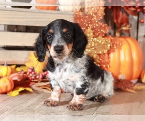 Dachshund Puppy for sale in MOUNT VERNON, OH, USA