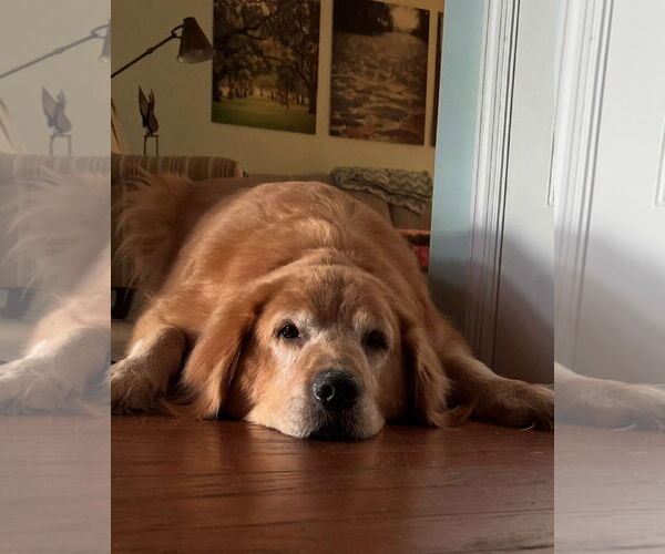 Medium Photo #4 Golden Retriever Puppy For Sale in Murrells Inlet, SC, USA