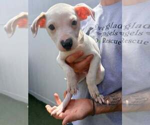Capucine Pup - Portofino - Male Boxer-Unknown Mix Dog for Adoption - Photo #8