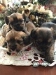 Small Photo #1 Shih Tzu-Yorkie-ton Mix Puppy For Sale in AURORA, IL, USA