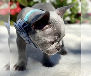 French Bulldog Puppy for sale in CAPE CORAL, FL, USA