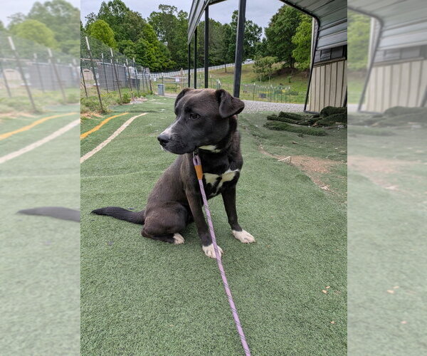 Medium Photo #5 Labrador Retriever-Unknown Mix Puppy For Sale in garner, NC, USA