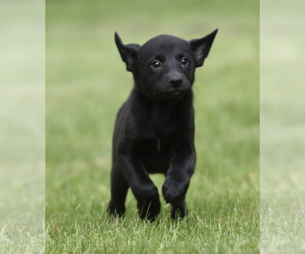 Medium Photo #1 Borador Puppy For Sale in Mechanicsburg, PA, USA