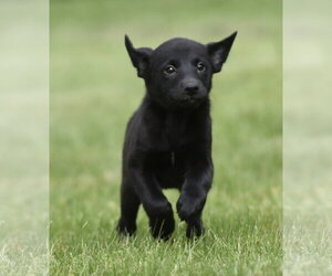 Borador Dogs for adoption in Mechanicsburg, PA, USA