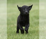 Small Borador