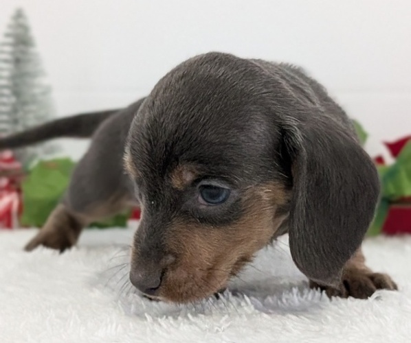 Medium Photo #4 Dachshund Puppy For Sale in GOSHEN, IN, USA