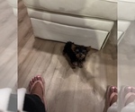 Small #4 Yorkshire Terrier