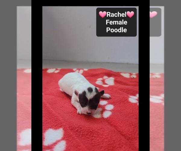 Medium Photo #3 Poodle (Toy) Puppy For Sale in TUCSON, AZ, USA