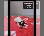 Small #2 Poodle (Toy)