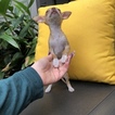 Small #4 Chihuahua