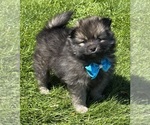 Small #10 Pomeranian