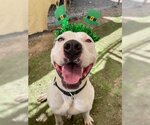 Small #1 American Pit Bull Terrier Mix