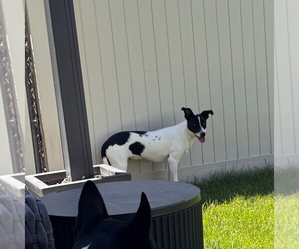 Medium Photo #3 Mutt Puppy For Sale in Salt Lake City, UT, USA