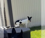 Small #2 Mutt