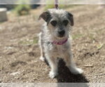 Small Mutt