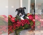 Small Photo #3 Boston Terrier Puppy For Sale in PALM BAY, FL, USA