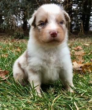Medium Photo #2 Australian Shepherd Puppy For Sale in ROBERTS, IL, USA