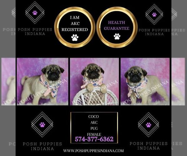 Medium Photo #7 Pug Puppy For Sale in WARSAW, IN, USA