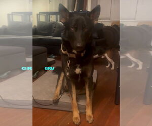 GRU - Male Australian Kelpie-German Shepherd Dog Mix Dog for Adoption - Photo #2