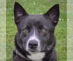 Small Collie Mix