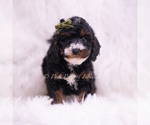 Small Photo #64 Poodle (Toy) Puppy For Sale in WARSAW, IN, USA