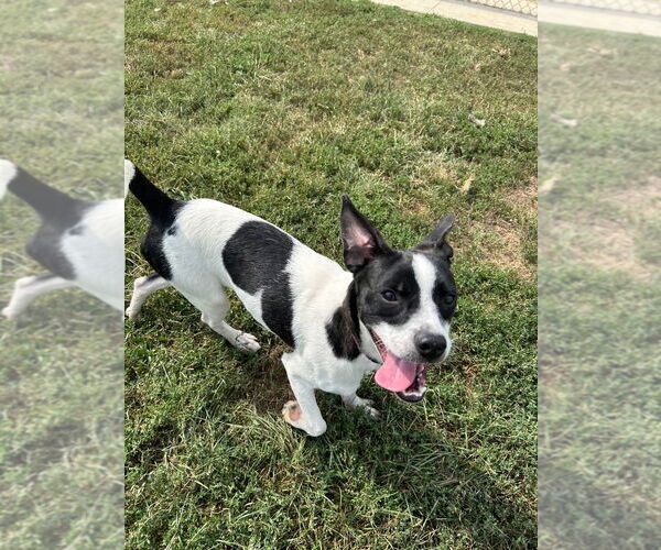 Medium Photo #2 Boston Terrier-Unknown Mix Puppy For Sale in Pierceton , IN, USA