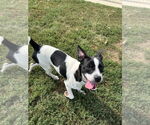 Small #1 Boston Terrier Mix