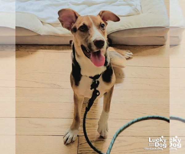Medium Photo #8 Mutt Puppy For Sale in Washington, DC, USA