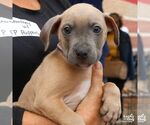 Small #2 Labrador Retriever Mix