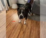 Small #2 Mutt