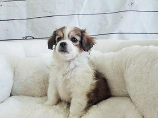 Maltipom Puppy for sale in LA MIRADA, CA, USA
