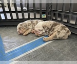 Small Photo #10 English Bulldog Puppy For Sale in PORT SAINT LUCIE, FL, USA