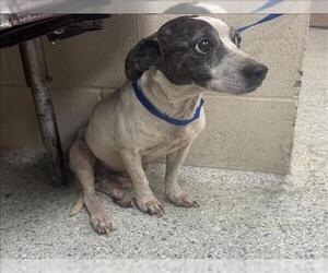 Mutt Dogs for adoption in Conroe, TX, USA