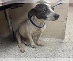 Small Mutt