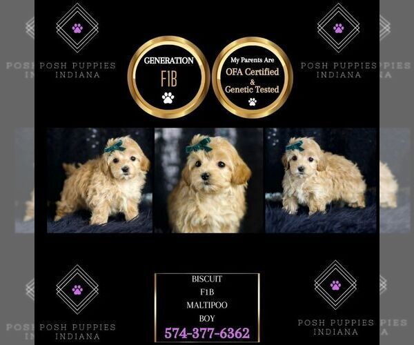 Medium Photo #9 Maltipoo Puppy For Sale in WARSAW, IN, USA