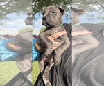 Puppy Slipper Cane Corso