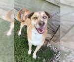 Small #1 Huskies -Mountain Cur Mix