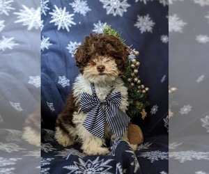 Poodle (Toy) Puppy for sale in RISING SUN, MD, USA