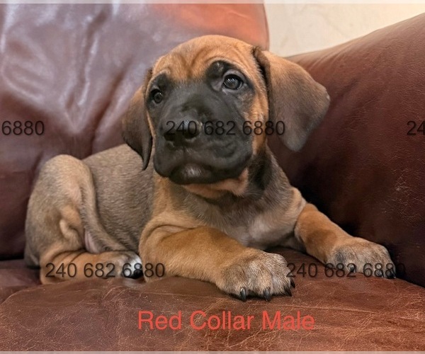 Medium Photo #3 Cane Corso Puppy For Sale in LA PLATA, MD, USA