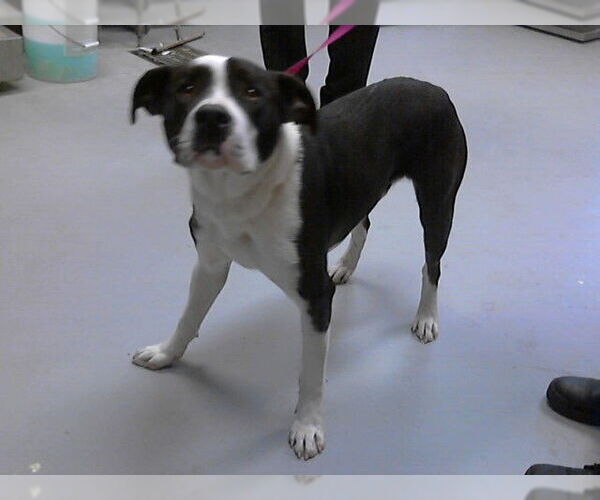 Medium Photo #1 Mutt Puppy For Sale in Fayetteville, NC, USA