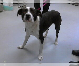 Mutt Dogs for adoption in Fayetteville, NC, USA