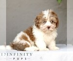 Small #3 ShihPoo