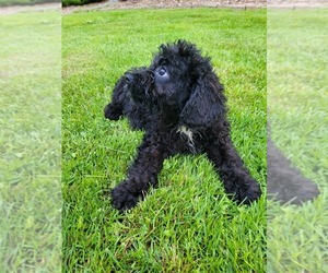 Medium Cavapoo-Goldendoodle Mix