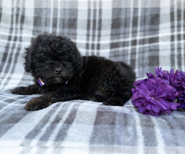 Medium Photo #1 Shih-Poo Puppy For Sale in LAKELAND, FL, USA