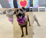 Small #7 Catahoula Leopard Dog-Pug Mix