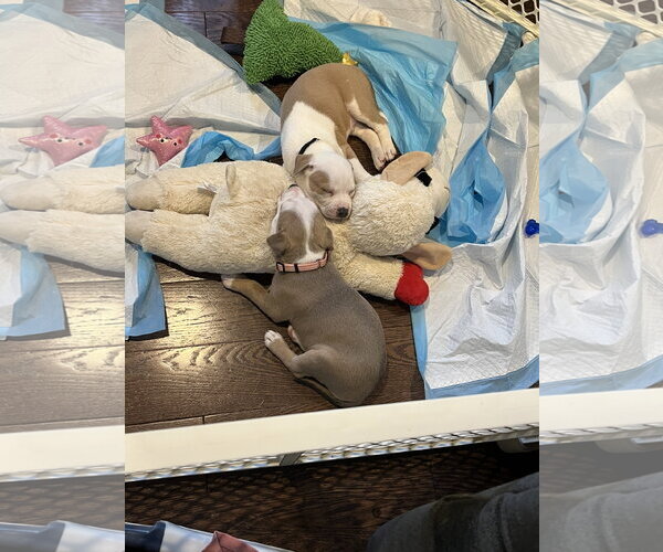 Medium Photo #4 Mutt Puppy For Sale in Rockaway, NJ, USA