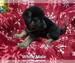 Small Photo #22 German Shepherd Dog Puppy For Sale in APACHE JUNCTION, AZ, USA